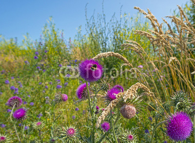 Flowers of a thistle in a field in summer