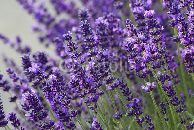 lavender flowers