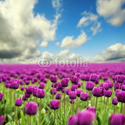 Spring tulips