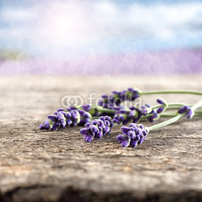 lavender
