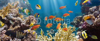 Coral and fish