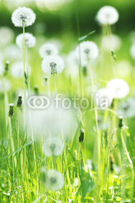 White dandelions