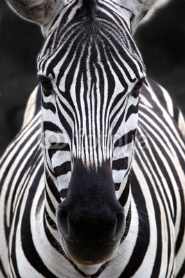 Zebra head