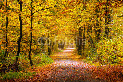 Autumn forest