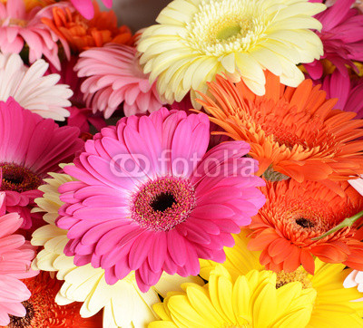 Bouquet  gerbera flower