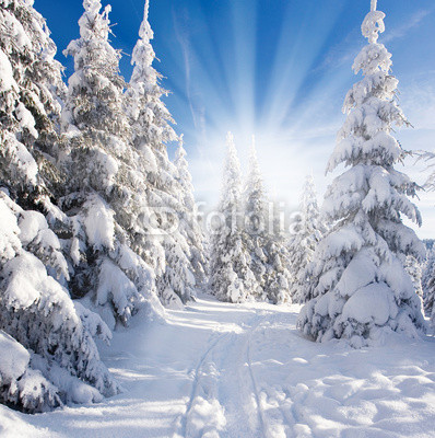 sonniger Winterwald
