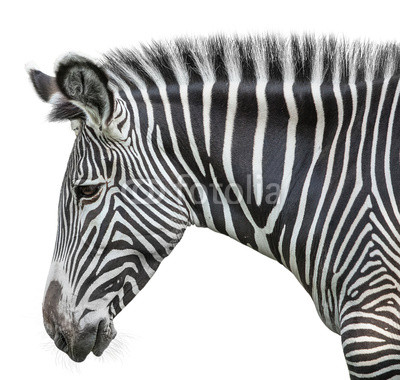 portrait of zebra