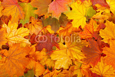 Autumn leaves