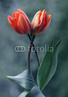 Tulipany