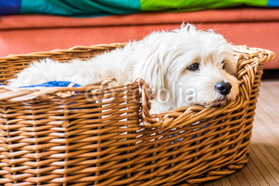 White dog relaxing