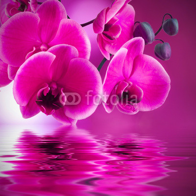 natural floral background, spa concept