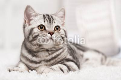 Cat on the carpet