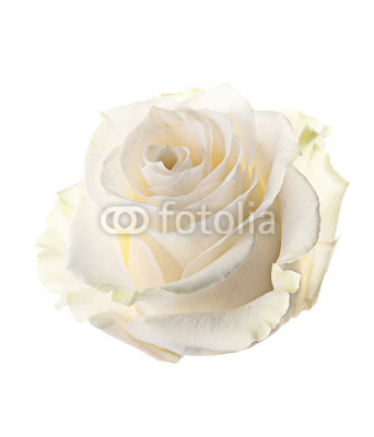 Bud of a white rose. isolated