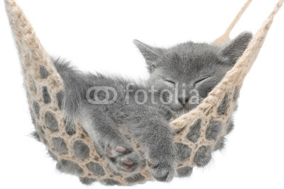 Cute gray kitten lying in hammock