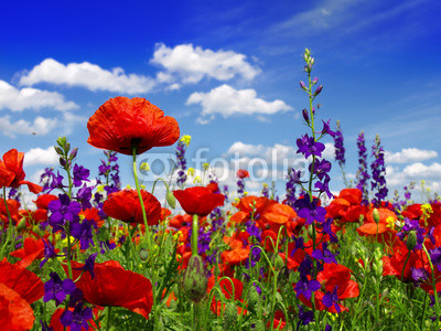 Summer wildflowers and clouds