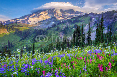 Mt Rainier wildflowers