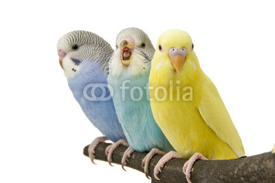 three budgies are in the roost