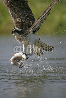Osprey, Pandion haliaetus