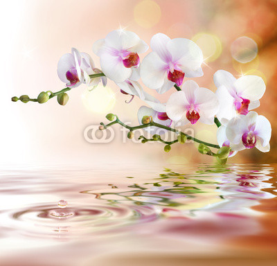 white orchids on water with drop
