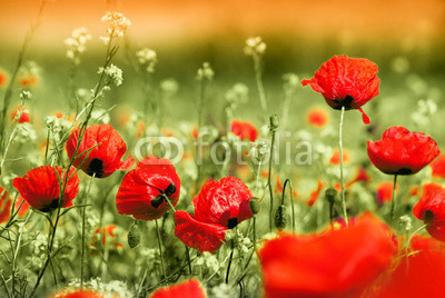 poppy field
