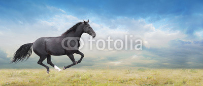 Black horse runs full gallop on field