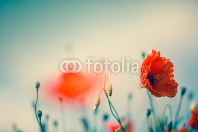 Mohnblumen auf Sommerwiese