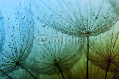 seeds with drops