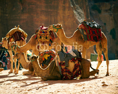 Camels caravan in the desert