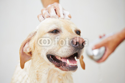Dog in bathroom