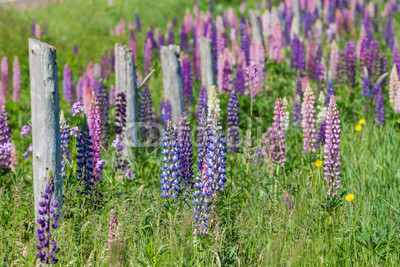 Prince Edward Island Lupins
