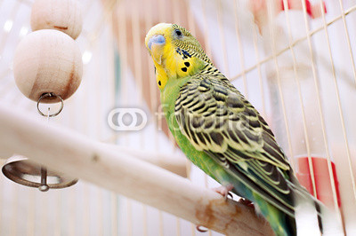 Green domestic budgie