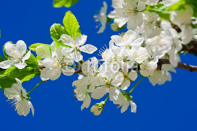 Apple flowers