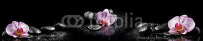 Horizontal panorama with pink orchids and zen stones on black ba