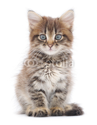 Kitten on a white background