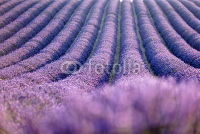 Lavender field during sunrise