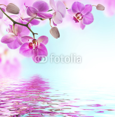 Floral background of tropical orchids