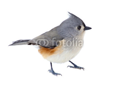 Tufted Titmouse Isolated