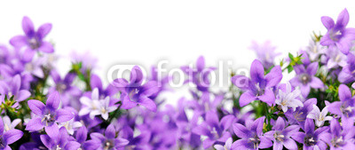 frame of bluebells