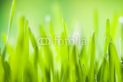 Detail of grass