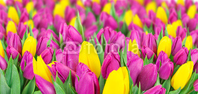 Beautiful bouquet of tulips.