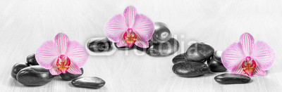 Horizontal panorama with pink orchids and zen stones on a wooden