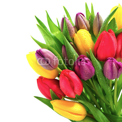 fresh spring tulip flowers with water drops