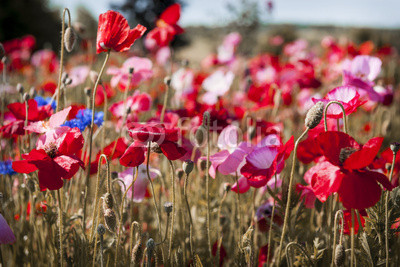 Poppy field