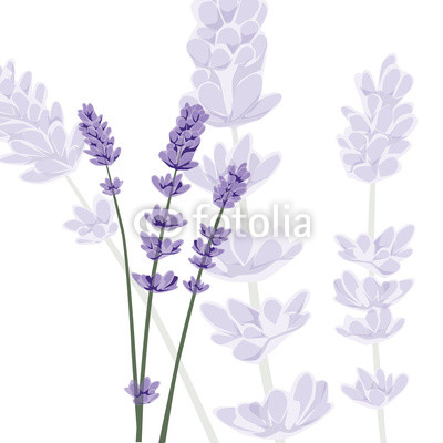 Lavender on isolated background, vector