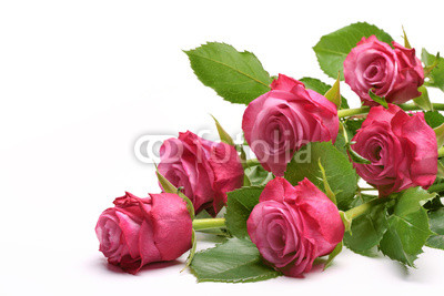 Pink roses bouquet