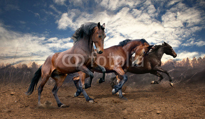 wild jump bay horses