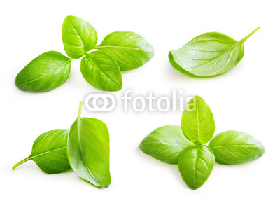Basil leaves spice closeup isolated on white background.