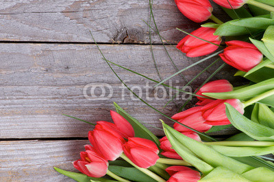 Spring Tulips