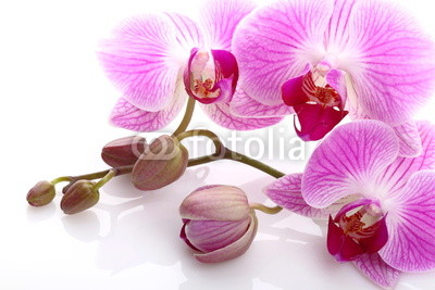 Orchidea su sfondo bianco