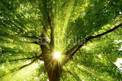 Sonne strahlt explosiv durch den Baum